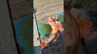 What type fish is this mysterious fishing fish virlshort sea [upl. by Attecnoc]