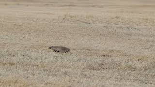 A Badger in Saskatchewan [upl. by Engel663]