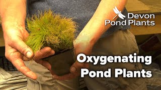 Oxygenating Pond Plants Oxygenators [upl. by Suqram650]