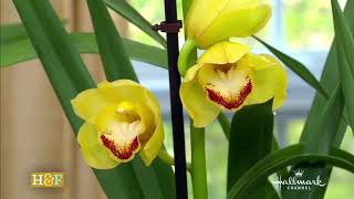 CYMBIDIUM ORCHID Care  Repeat Flowering Step by Step Shirley Bovshow [upl. by Mairb]