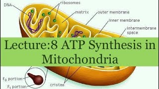 Life Processes Lecture 8 ATP Synthesis in Mitochondria [upl. by Thorne]