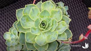 Lecheveria  plante succulente de climat doux  Truffaut [upl. by Poyssick]