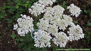 Fiveminute families  Apiaceae [upl. by Nataniel]