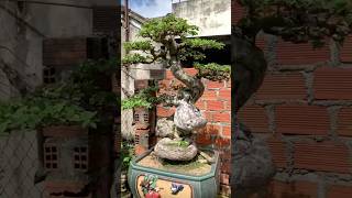 Beautiful Bonsai Works🌳🌲💥547shorts shortsvideo beautifulbonsai art khuebonsai🥰❤️ [upl. by Halley978]