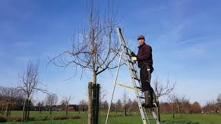 Fruitbomen voor iedereen  1 Wintersnoei van een jonge hoogstamboom [upl. by Asante]