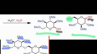 Elucidation of Lactose Disaccharides in Detail [upl. by Dove]