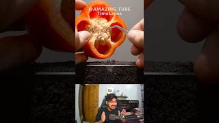 Growing Red Bell Pepper Plant Time Lapse 🪴 shorts [upl. by Erda]