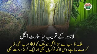 New Smart Jungle Near Lahore  10 Billion Trees in Pakistan with 10 Lacs Jobs  Gwadar CPEC [upl. by Petit79]