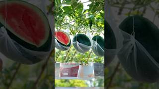 How I Turned My Terrace into a Super Fruitable Watermelon Garden Extremely Creativeshort grow [upl. by Eintruoc63]