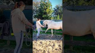 Jambette aanleren bij Donny vrijheidsdressuur jambette horses horsetrainer [upl. by Upshaw]