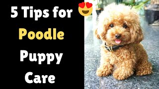 5 Amazing Tips for Poodle puppy care  How to take care of your Poodle puppy [upl. by Maurili654]