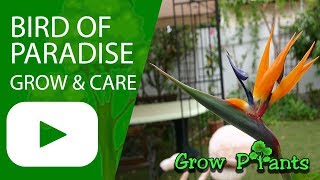 Bird of paradise plant  How to grow Strelitzia reginae [upl. by Negaem]