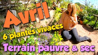 6 plantes vivaces bordure et couvresol terrain pauvre amp sec [upl. by Nodnart]