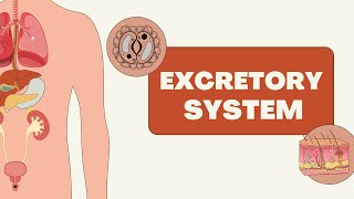 Excretion and The Excretory System [upl. by Nahtanha673]