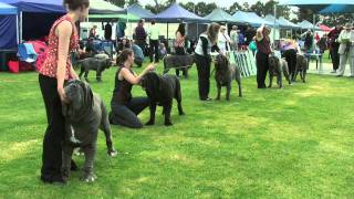 Association of All Mastiff Breeds of Victoria  9th Championship Show  Highlights [upl. by Nellaf689]