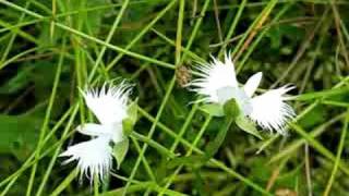 鷺草（Habenaria radiata） Video 01 [upl. by Bone82]