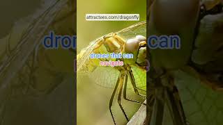 Dragonflies and Technology Nature’s Inspiration for Drone Design Dragonflies shortvideo [upl. by Names]