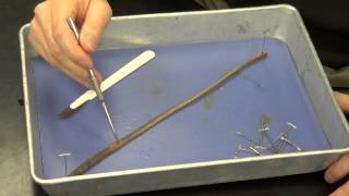 Earthworm Dissection [upl. by Henrieta]