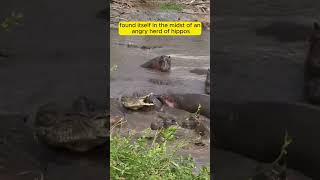 30 Hippos Attack a Crocodile An Unbelievable Showdown [upl. by Jacobsohn89]