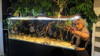 Feeding time for all Wild Discus Fish  Unbelievable Discus Tank [upl. by Landrum]