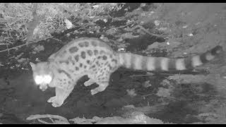 Large Spotted Genet at Naledi Dam [upl. by Nosdrahcir353]