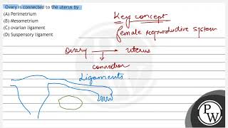 Ovary is connected to the uterus by A Perimetrium B Mesometrium C ovarian ligament D Sụs [upl. by Rhianna85]