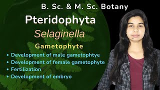 Pteridophyta  Selaginella  Gametophyte  Botany  B Sc amp M Sc [upl. by Atnwahs672]