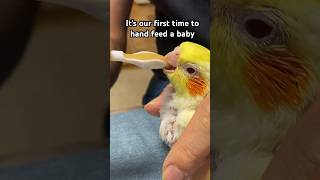 Separate the Baby from Mother Parrot Attack  Try to Hand Feed Baby for First Time birds parrot [upl. by Puritan485]