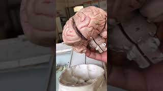 Human Skull amp Brain  इंसान की खोपड़ी और ब्रेन अन्दर से कैसा होता है viral trending shorts shots [upl. by Nickolai]