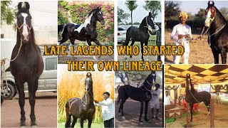 Some of Late Lagend Marwari Stallions who started his own lineage [upl. by Nahgen]