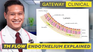 Endothelium Explained [upl. by Ggerk932]