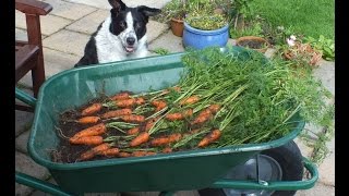 HGV How to grow Carrots in a pot start to finish Organic Carrots in a bucket [upl. by Abner]