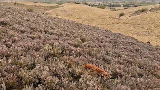 Working Cocker Spaniel Midge hunting rabbits [upl. by Elimac459]