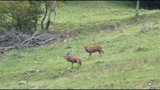 Brame du cerf Vercors 2022 09 27 [upl. by Drofnelg]