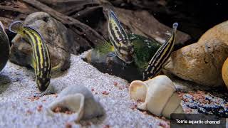 Julidochromis regani Kipili F1 HD  Toms aquatic channel [upl. by Tiffi980]