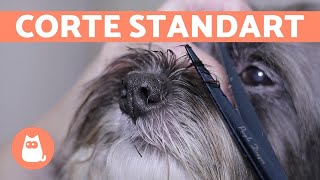 ¿Cómo cortar el pelo a un perro 🐶 CORTE BÁSICO  Animal Salut [upl. by Nehtanhoj]