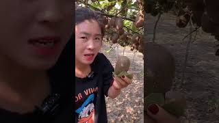 Amazing kiwi fruit tree Tasting so delicious fruit satisfying kiwi fresh [upl. by Blessington]