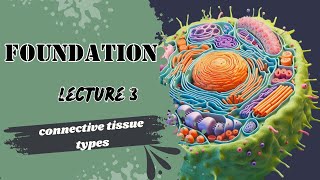 Connective Tissue Types [upl. by Amador]