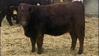 Clear Lake Farming Co  690 November Weaned Heifer Calves  62 Head Stavley AB [upl. by Hairam151]