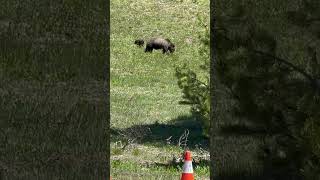 Grizzly Bear 1063 and her cubs at Grand Teton National park on 6624 [upl. by Cooperman]