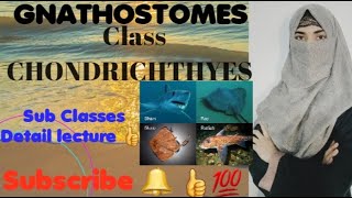 GNATHOSTOMES CLASS CHONDRICHTHYES Subclass ElasmobranchiiSharksRaysHolocephaliRatfishes [upl. by Ecilayram]