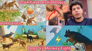 Dogs Or Monkeys Ki Kai Ghanto Tak Ladai Chali😰 Jora K Puppes Ki Halat Kharab Hogye😢Chot Lag Gye [upl. by Baugh581]