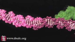 Mechanism of Recombination [upl. by Neillij986]