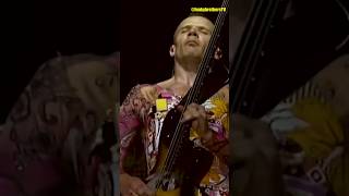 Perfect chemistry between Flea John and Chad 😲 redhotchilipeppers rhcp rock live [upl. by Santana]