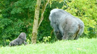 Gorilla Mother Always Keeps an Eye on Her Baby [upl. by Zolner]