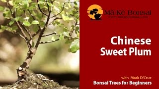 63 How to do Sageretia theezans Chinese Sweet Plum Bonsai [upl. by Baal]