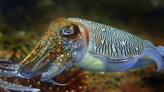 Cuttlefish  the King of Camouflage [upl. by Tse]