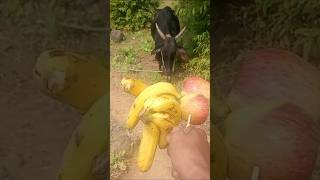 Indian cow is eating banana and apple shorts cow farming [upl. by Reddy]