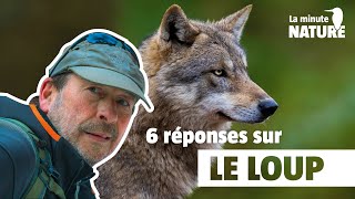 Réponses aux grandes questions sur le loup avec JeanMichel Bertrand MN 371 [upl. by Remmer74]