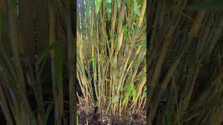 Dividing Borinda papyrifera CS1046  The Blue Bamboo [upl. by Reed]